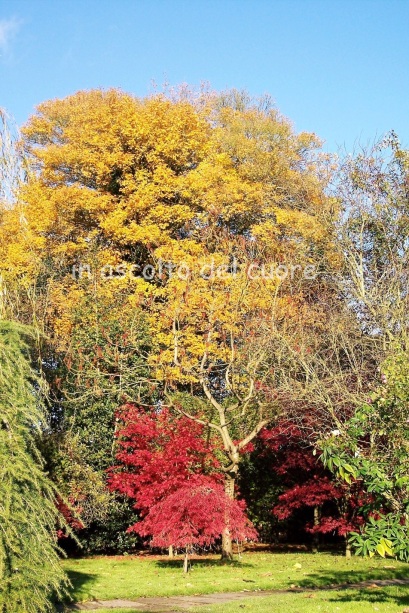 alberi autunno