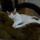 Patrizia Cavalli - Un gatto che dorme...